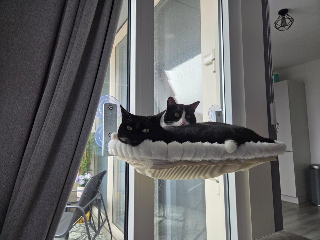 Poezen zoeken lief baasje♥️