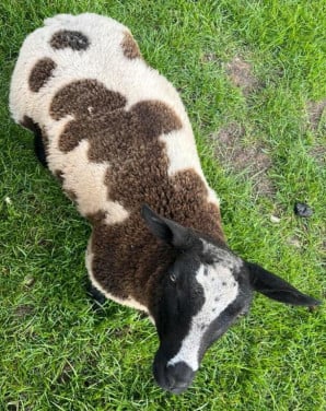 Ram Ooi schaap schapen bont wit of zwart