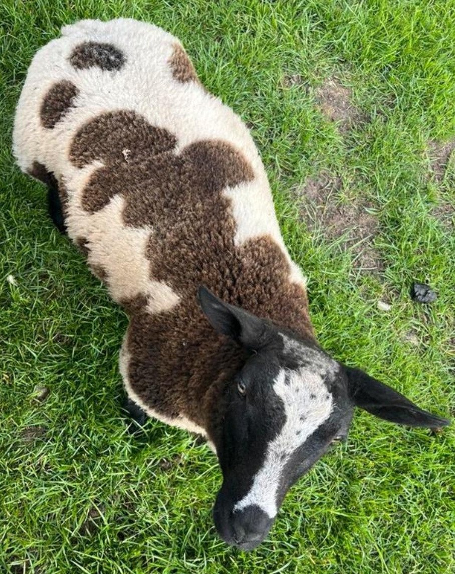 Ram Ooi schaap schapen bont wit of zwart