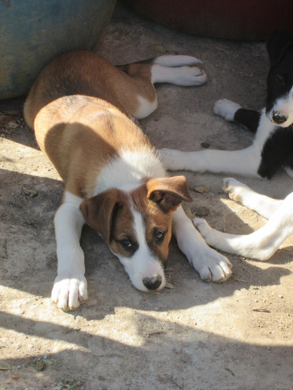 Alora Dog Rescue: Freddy laat je hart smelten