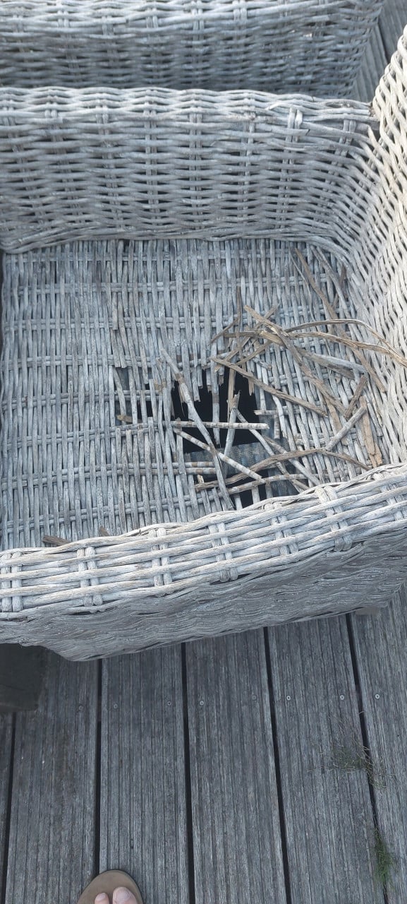 GRATIS Rieten tuinstoelen in slechte staat
