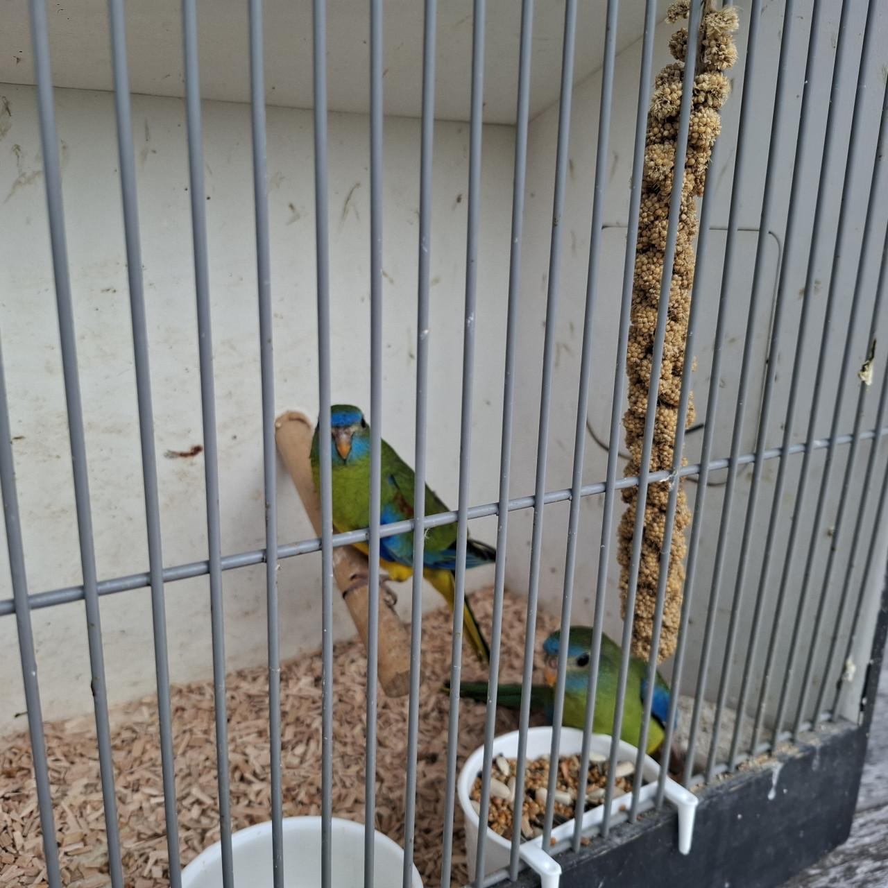 Turquoisine parkieten