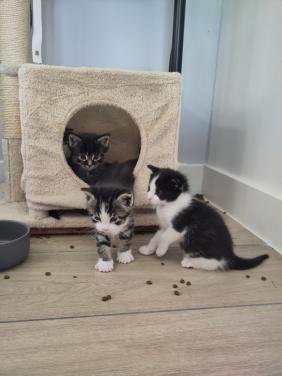 Kittens