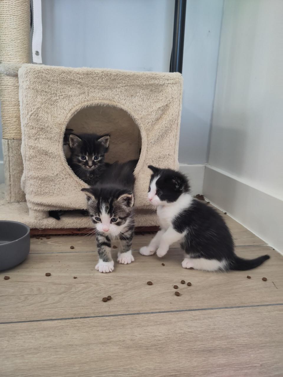 Kittens