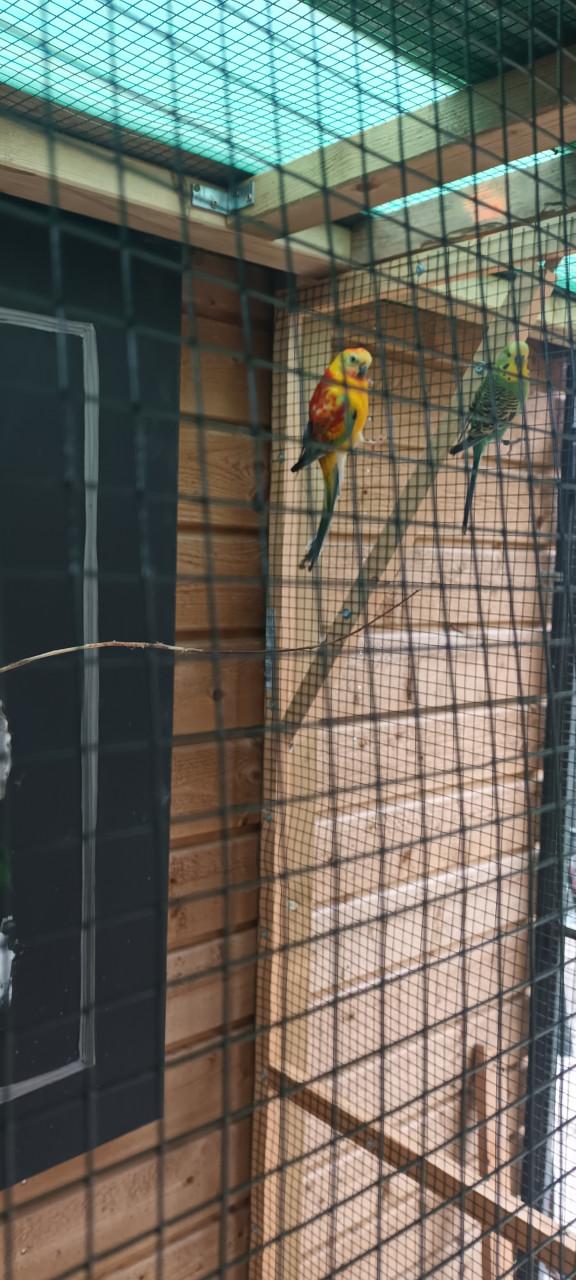 Vogels kakariki man de ruilen voor kakariki  gele man