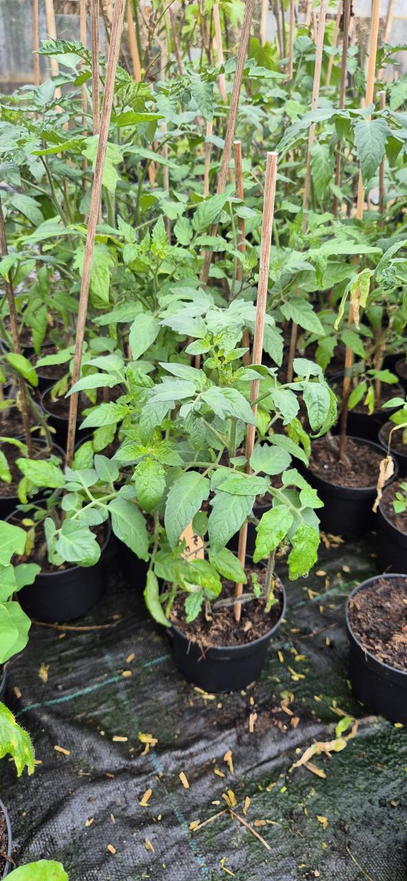Aubergine-,peper-,puntpaprika-en cherrytomatenplanten