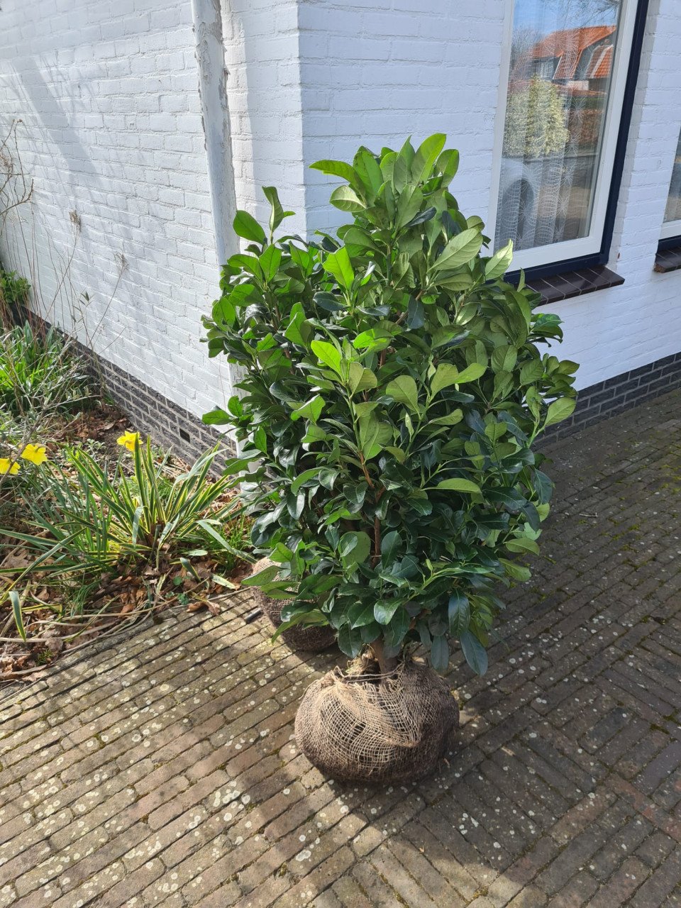 Laurierhaag - Prunus Etna nu weer leverbaar