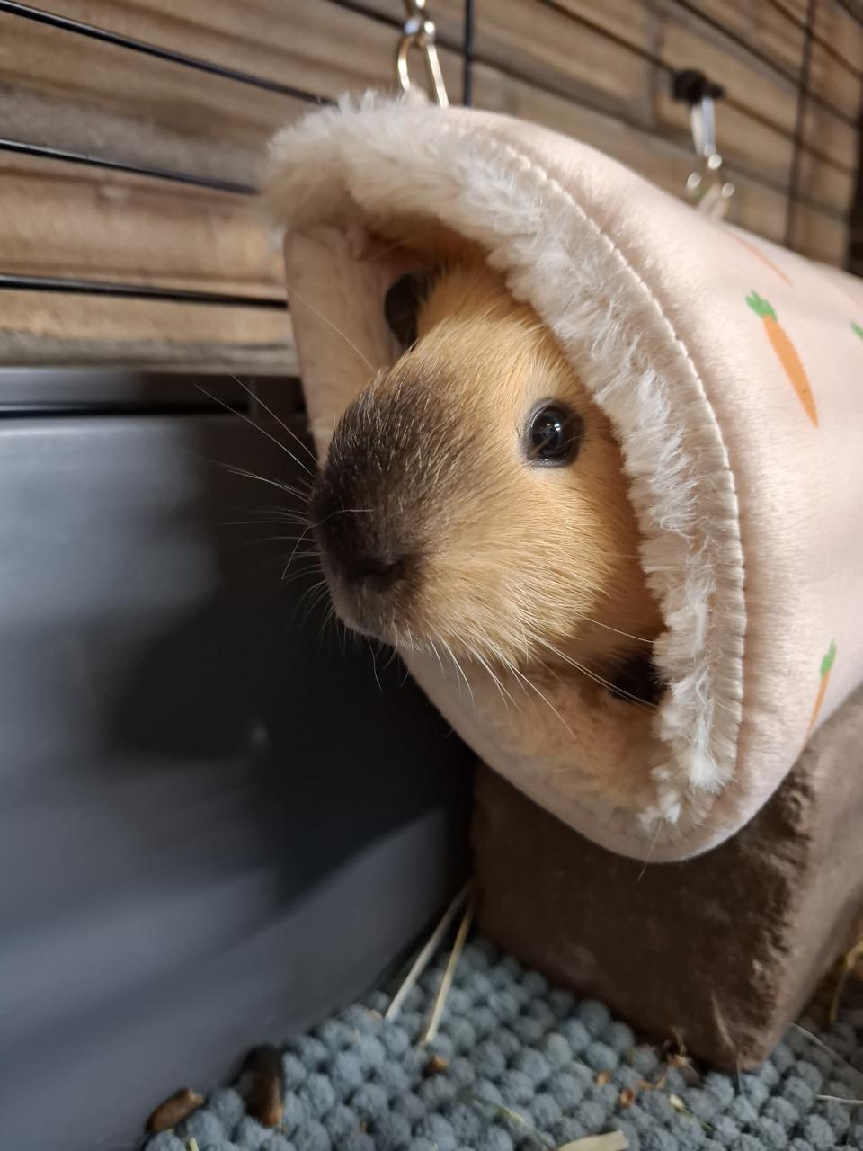 Lief tam cavia beertje 12 weken
