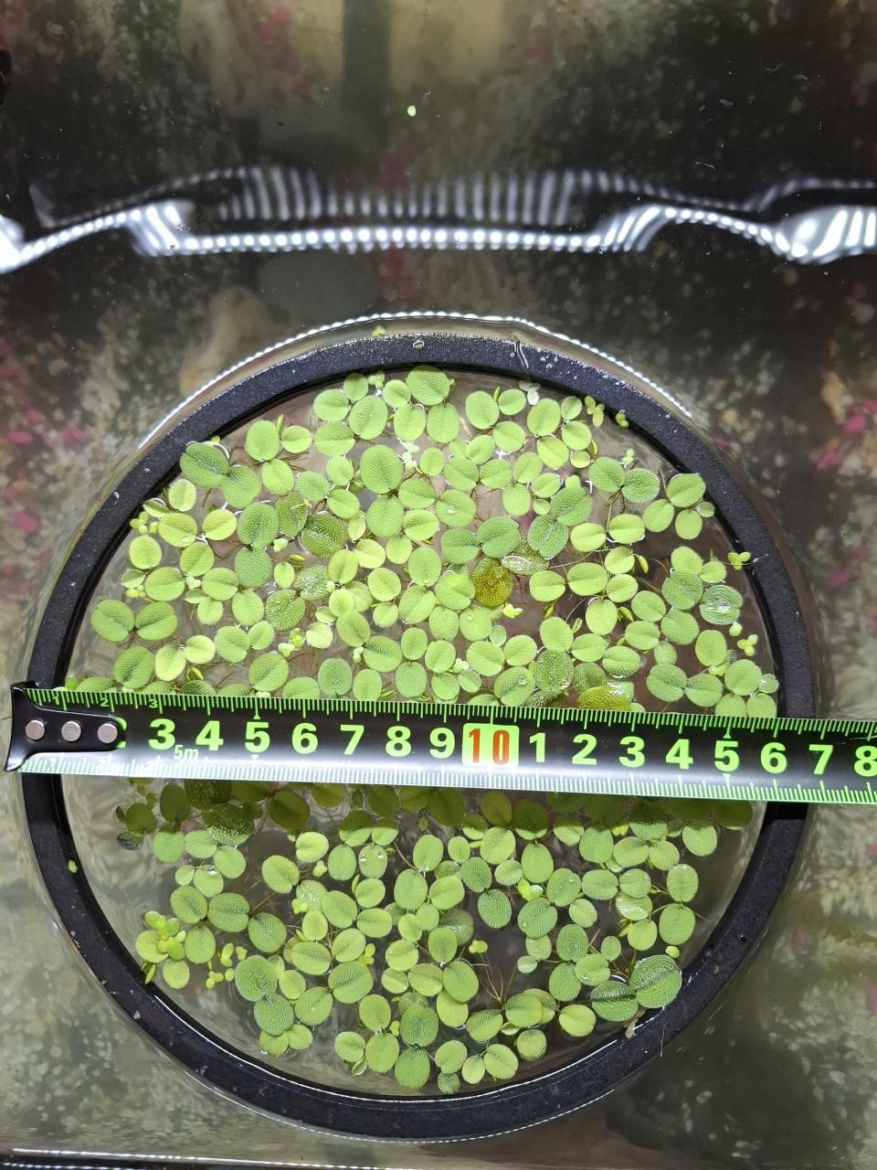 Salvinia Minima/Kleine Vlotvaren