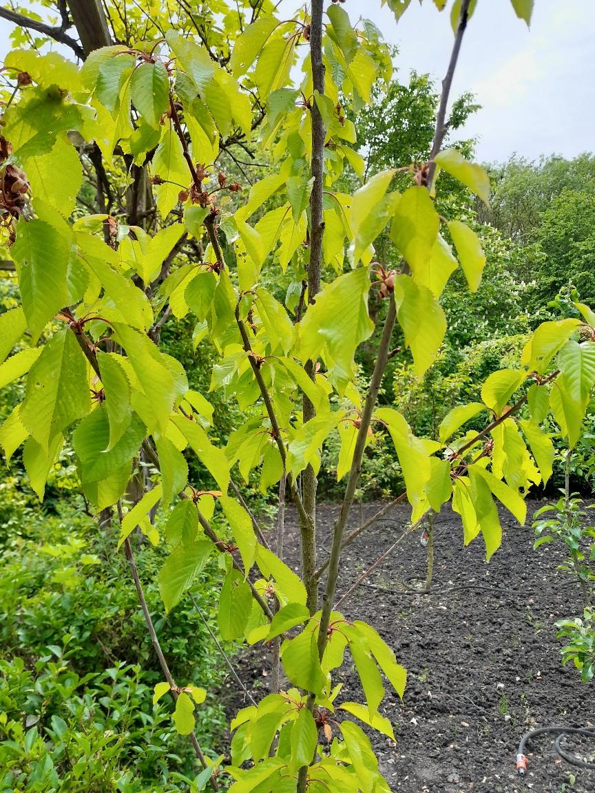 Kersenboom in pot