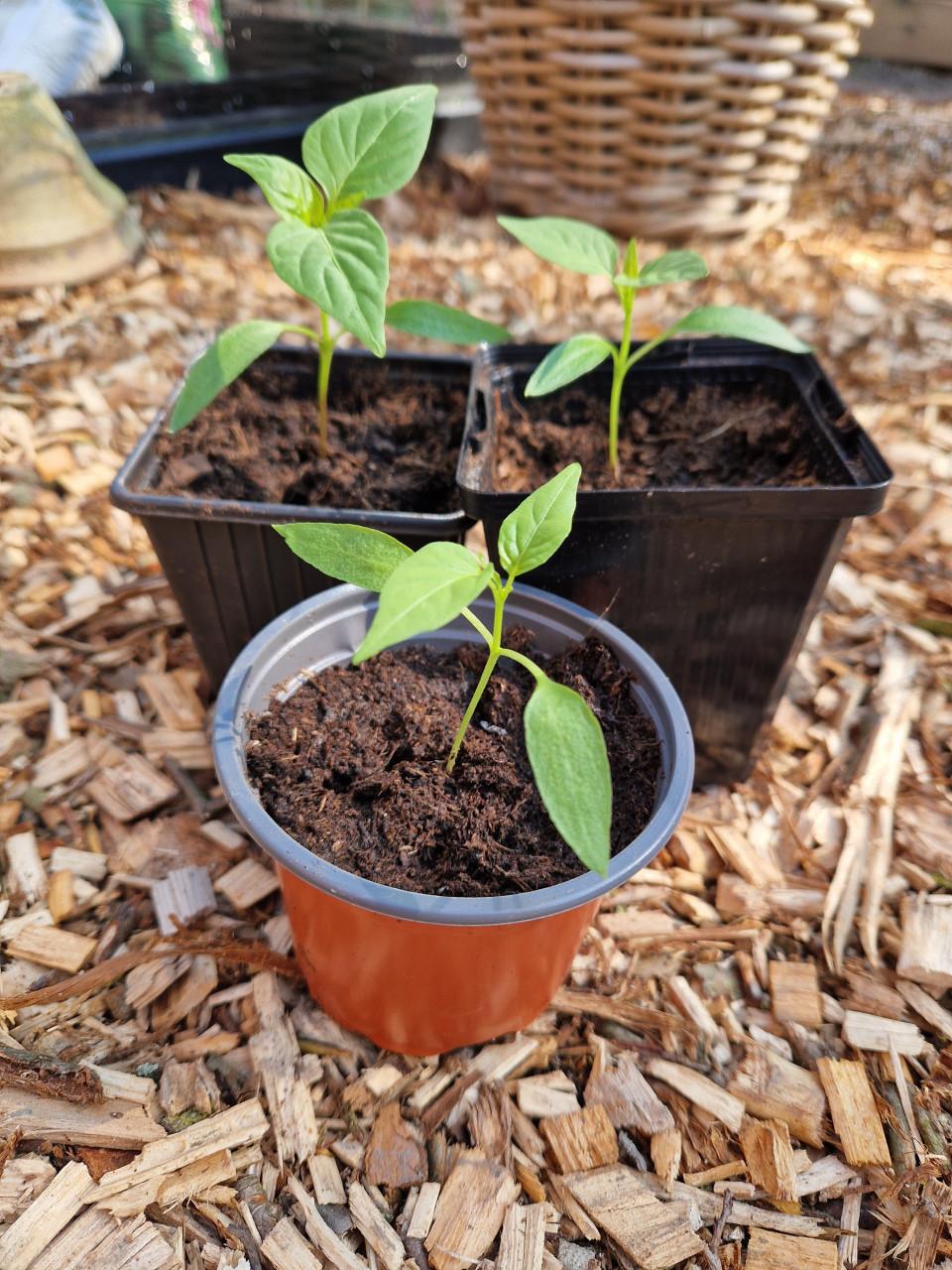 Onbespoten paprika planten - cayenne peper planten en meer