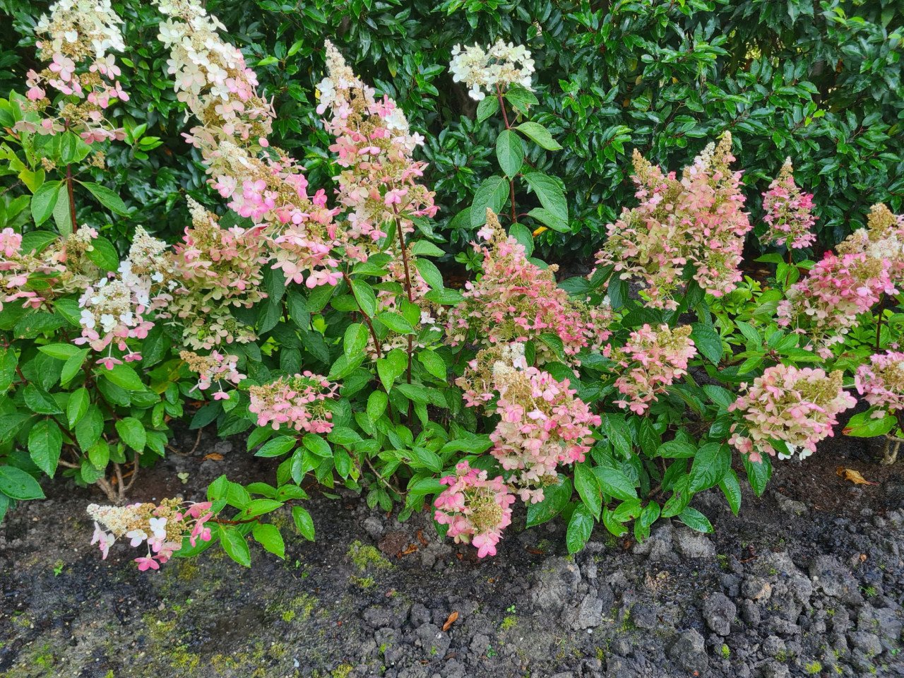 Pluimhortensia Pinky Winky