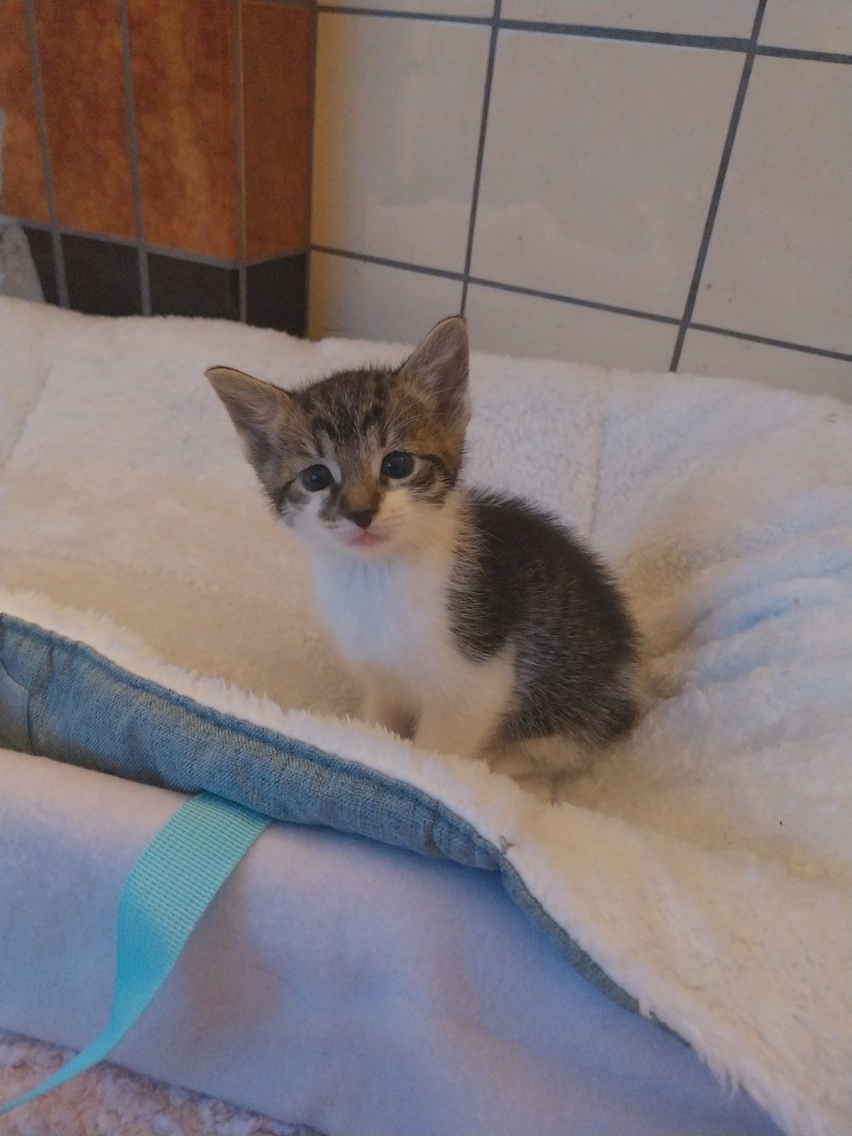 Een zwarte en een gestreepte kitten