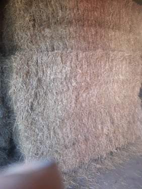 Graszaadhooi