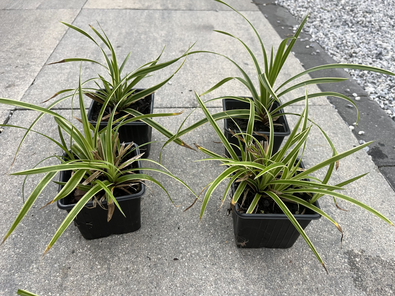Siergras Carex Morrowii 'Goldband