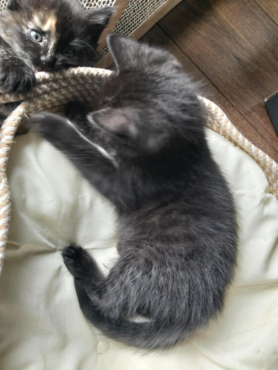 Kitten - mannetje