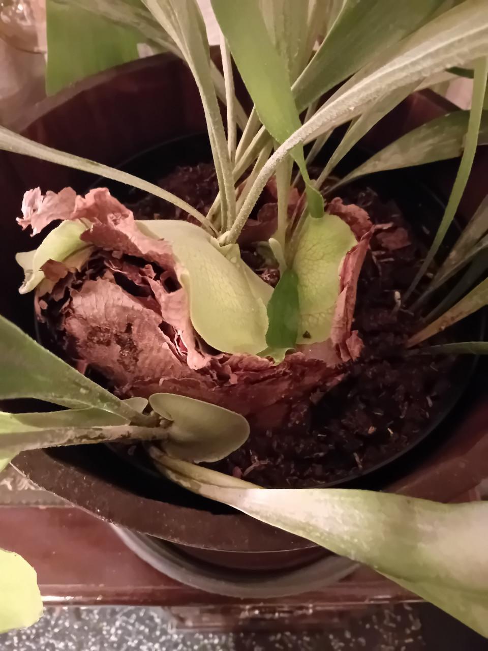 Prachtige grote hersthoorn