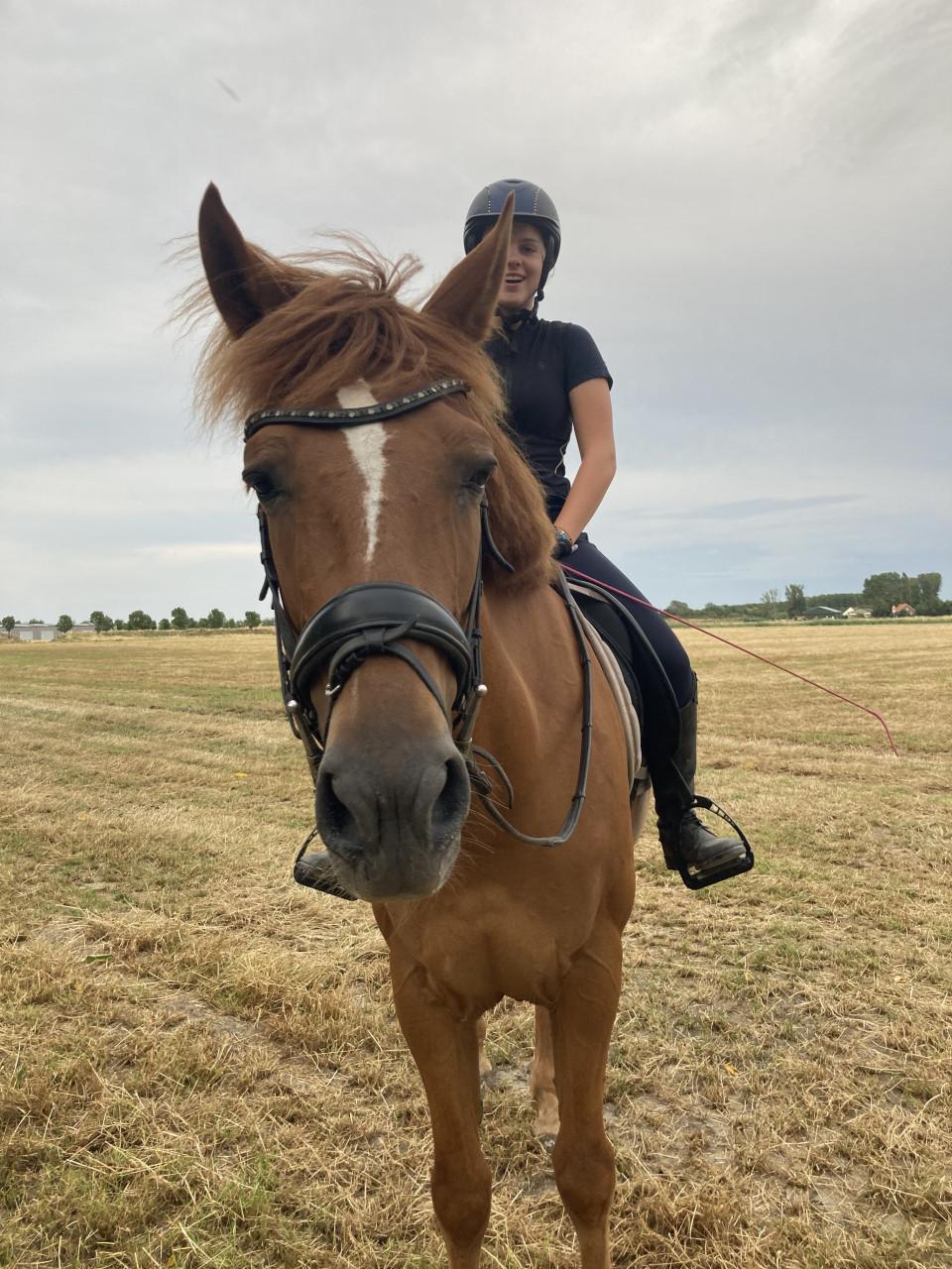 Paard Ramses