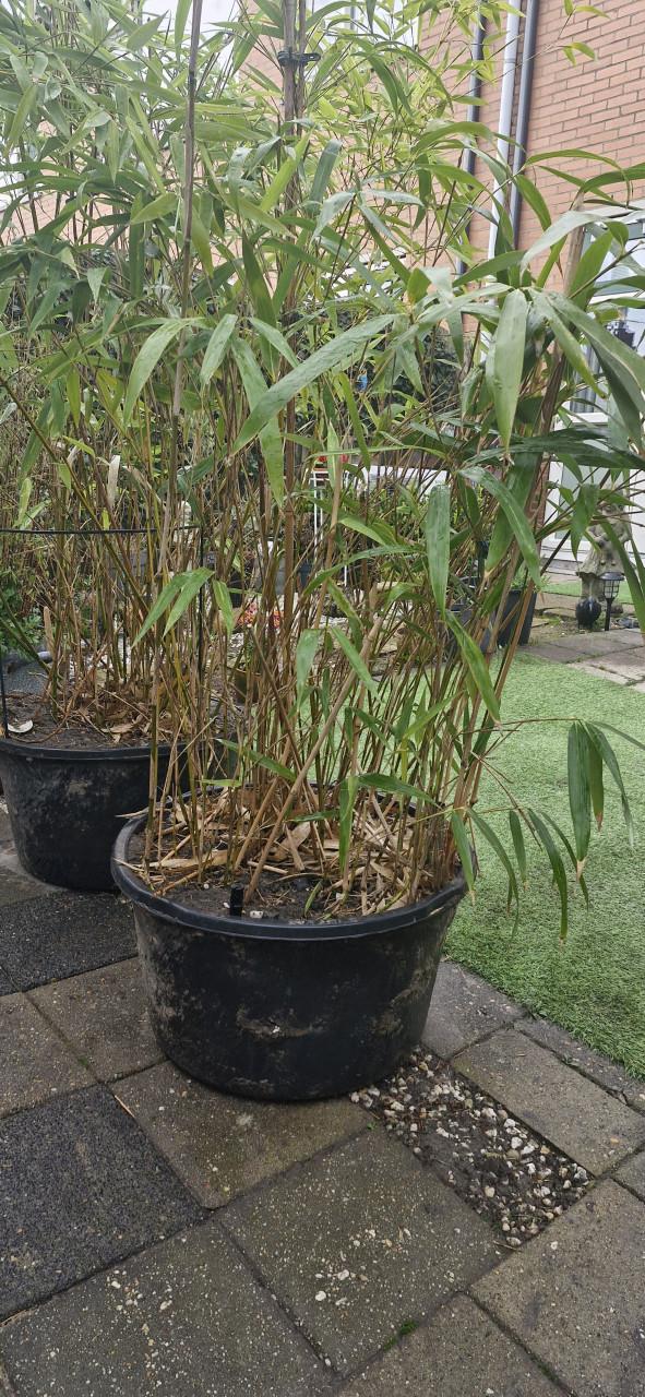 Bamboe voor in de volière