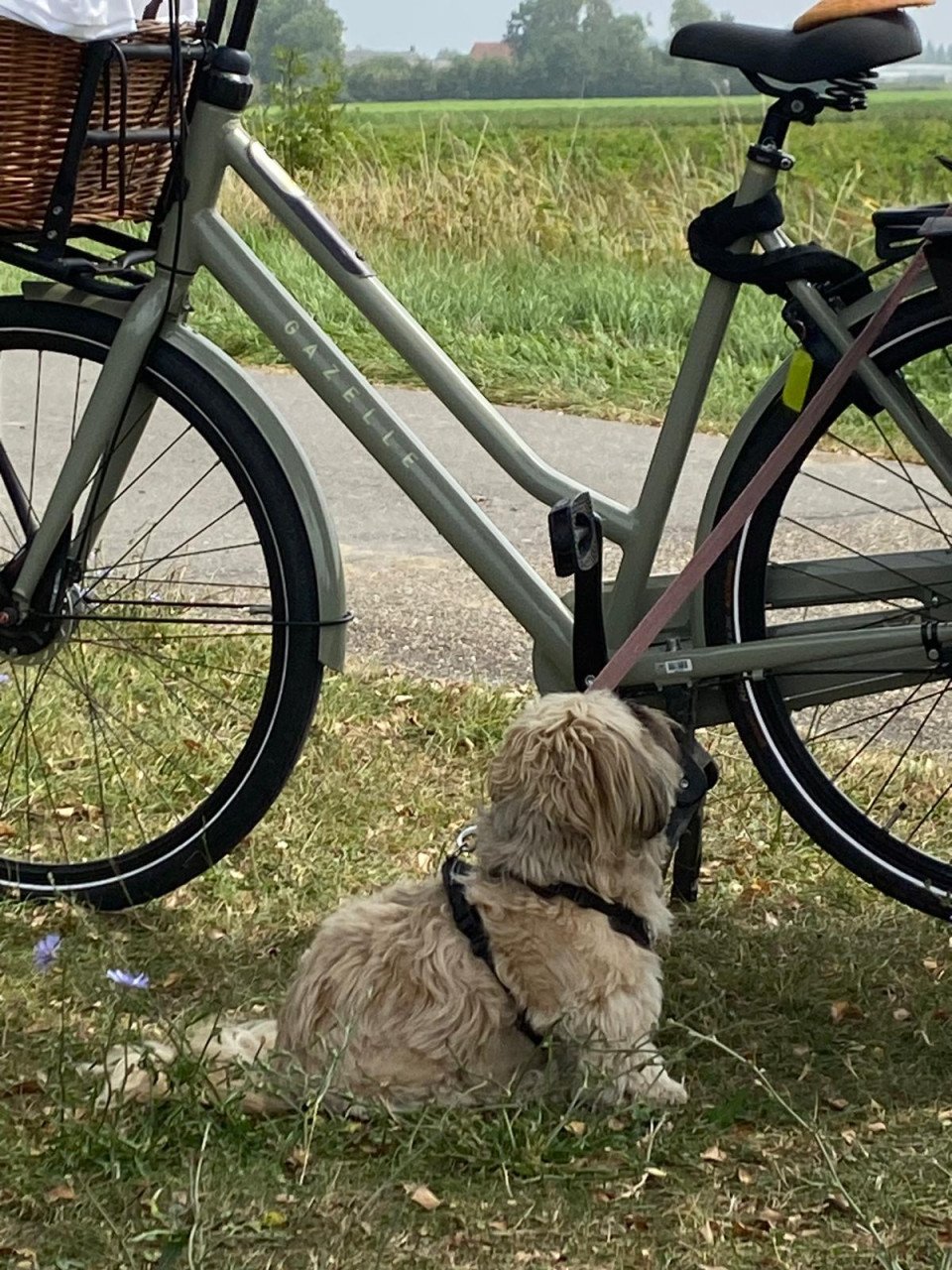 Witte houten jalouzieen