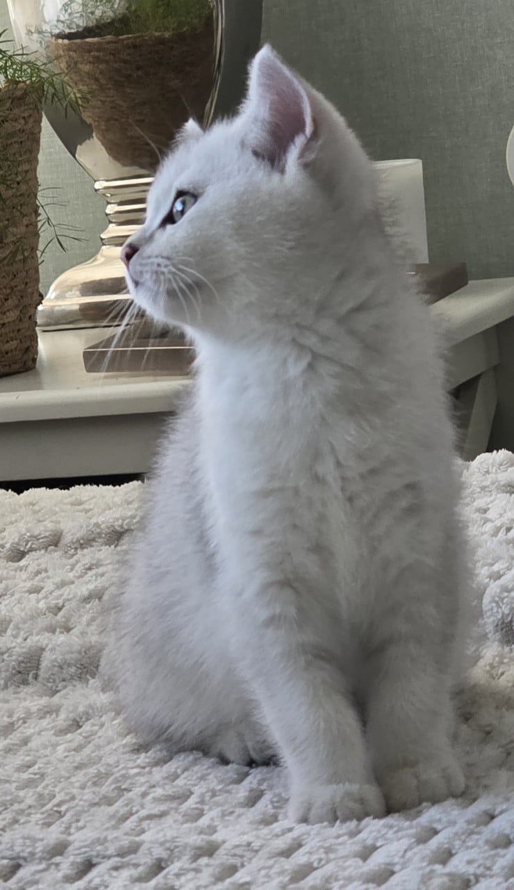 Brits korthaar Black silver shaded kitten