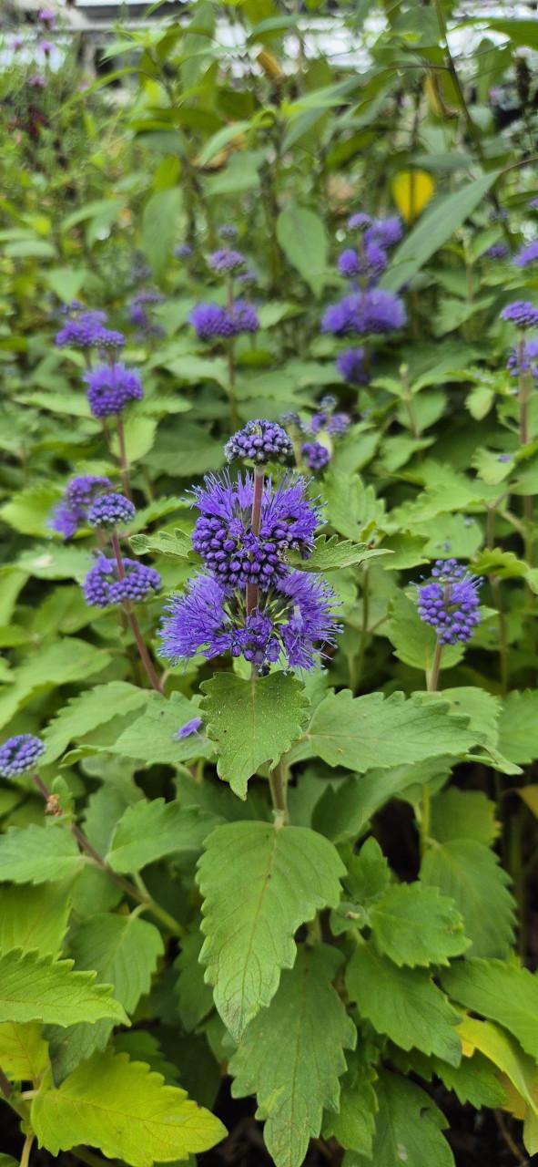 Tuinplanten assortiment bio