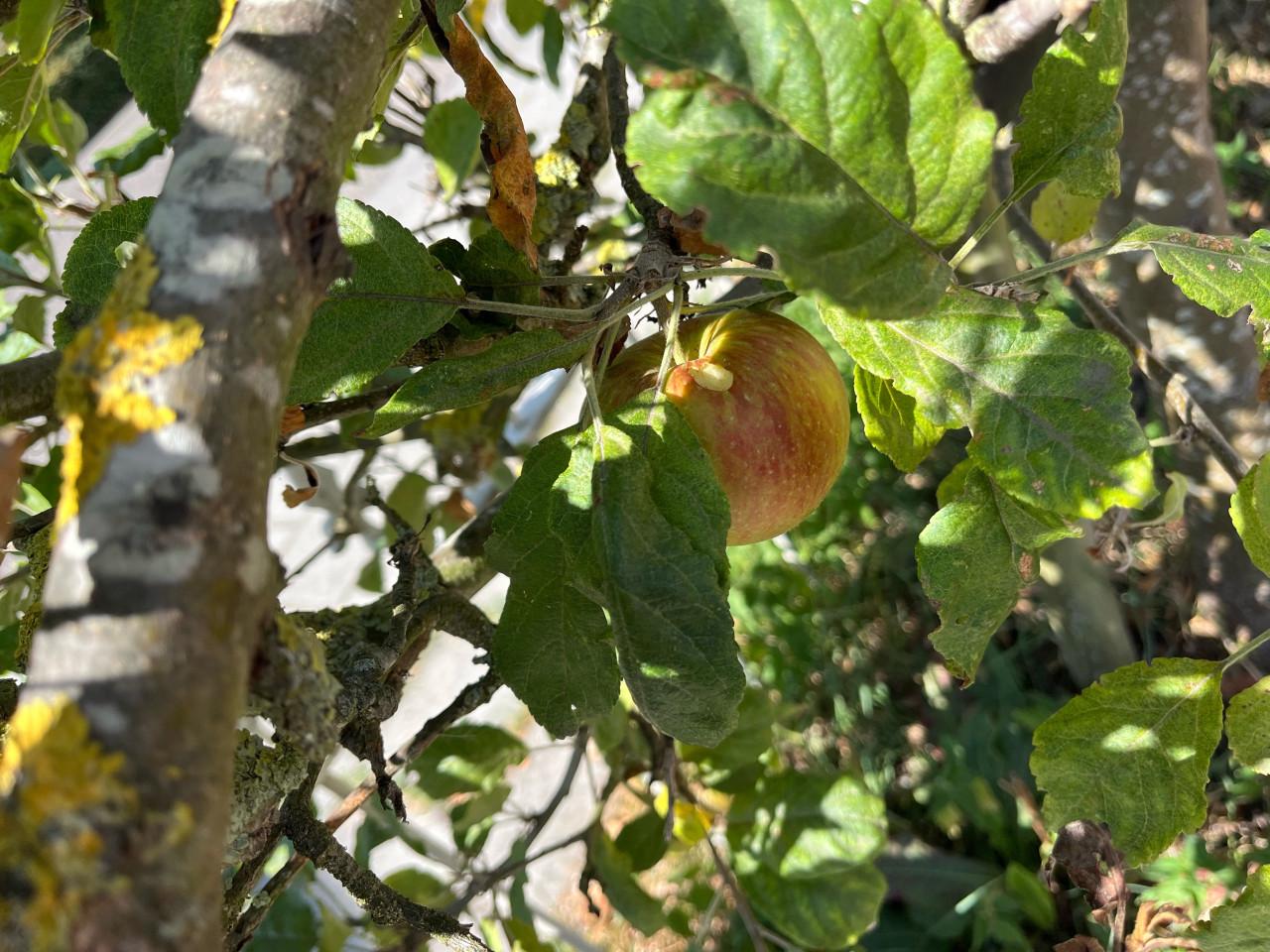 Appelboompjes