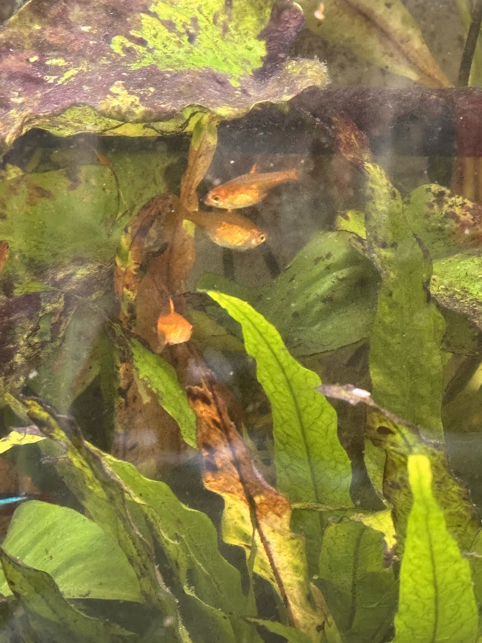 Vissen warm water