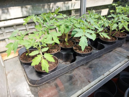 Tomatenplanten