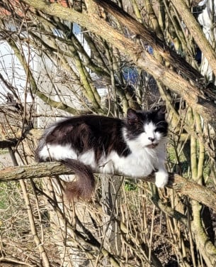 Herplaatsing (oudere) katten