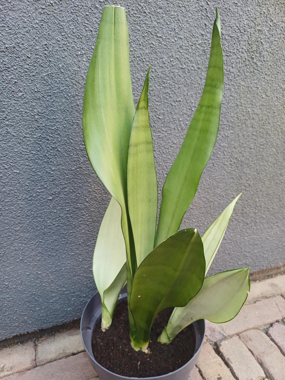 Sansevieria Moonshine, vrouwentong STEKKEN: MAKKELIJKE PLANT