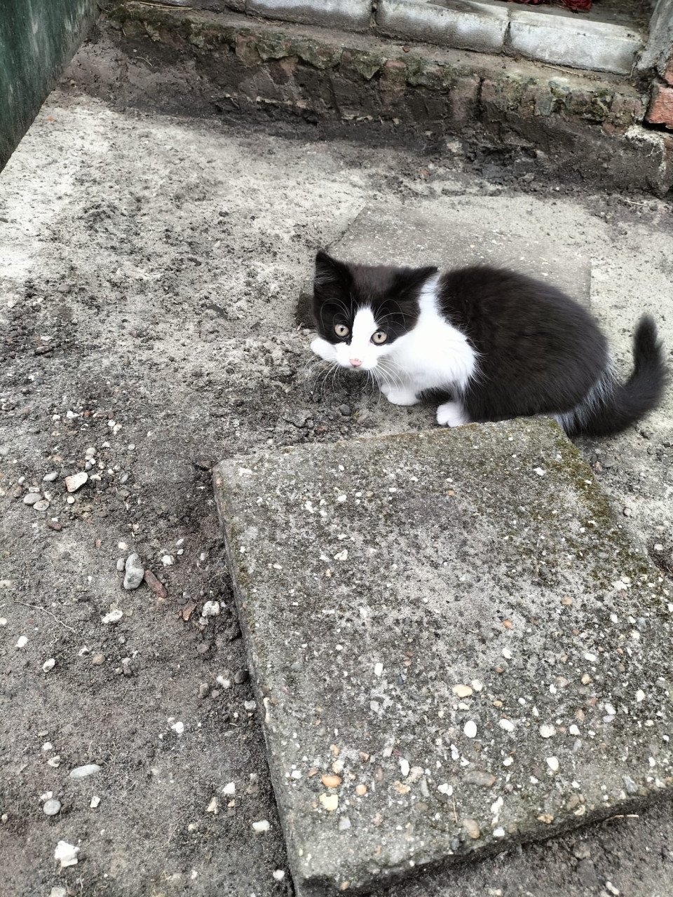 Lief kitten