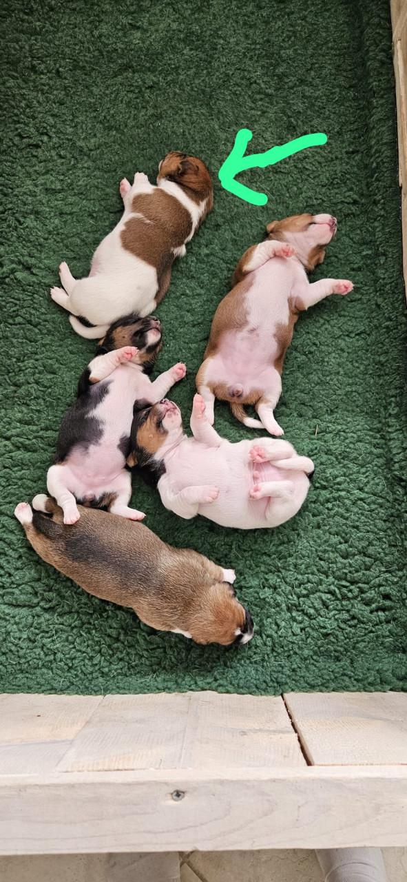 Lieve jackrussel pup