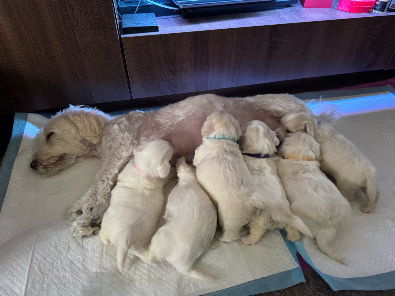 Maltezer puppys