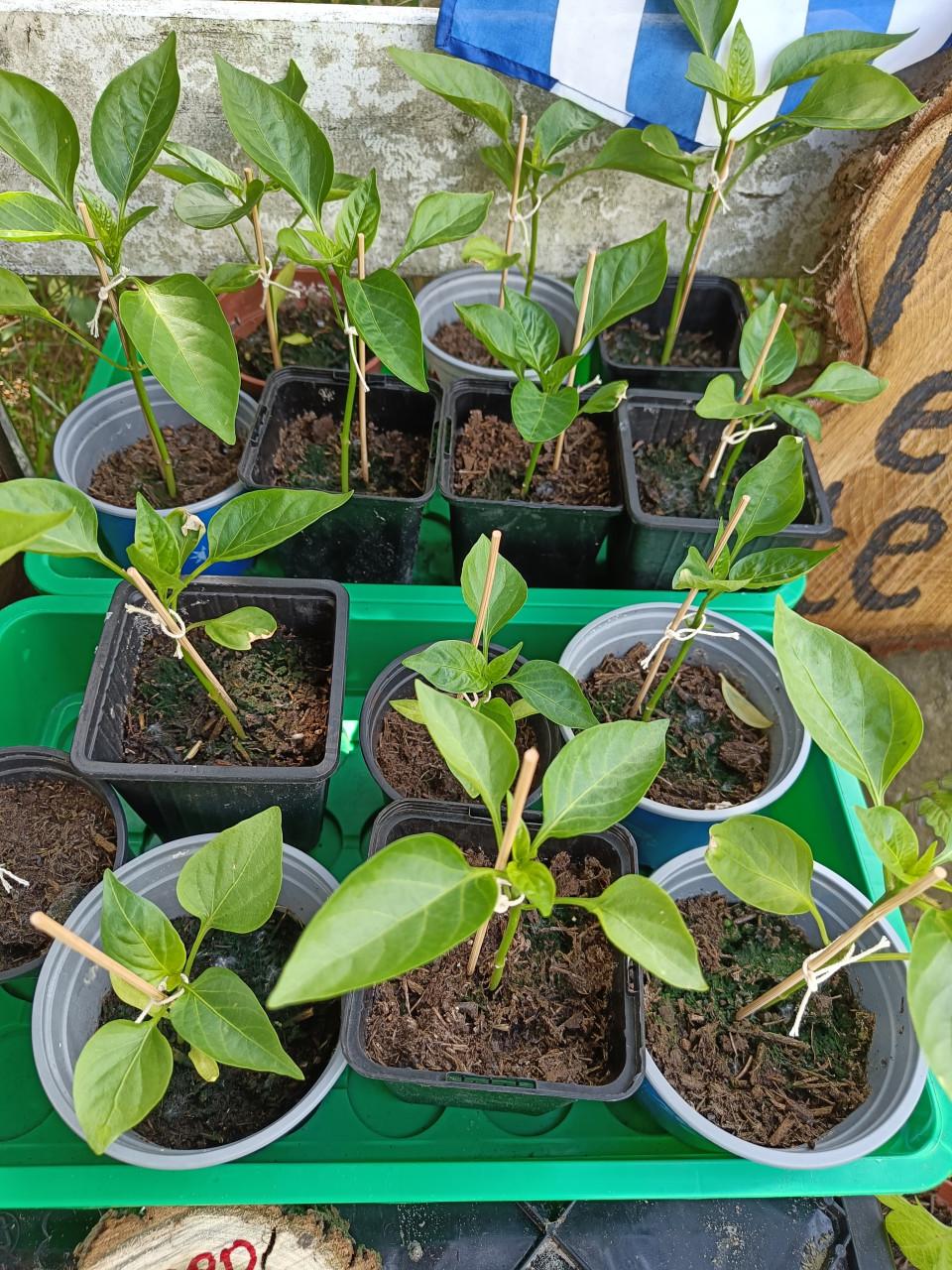 Snoep paprika plantjes 🫑