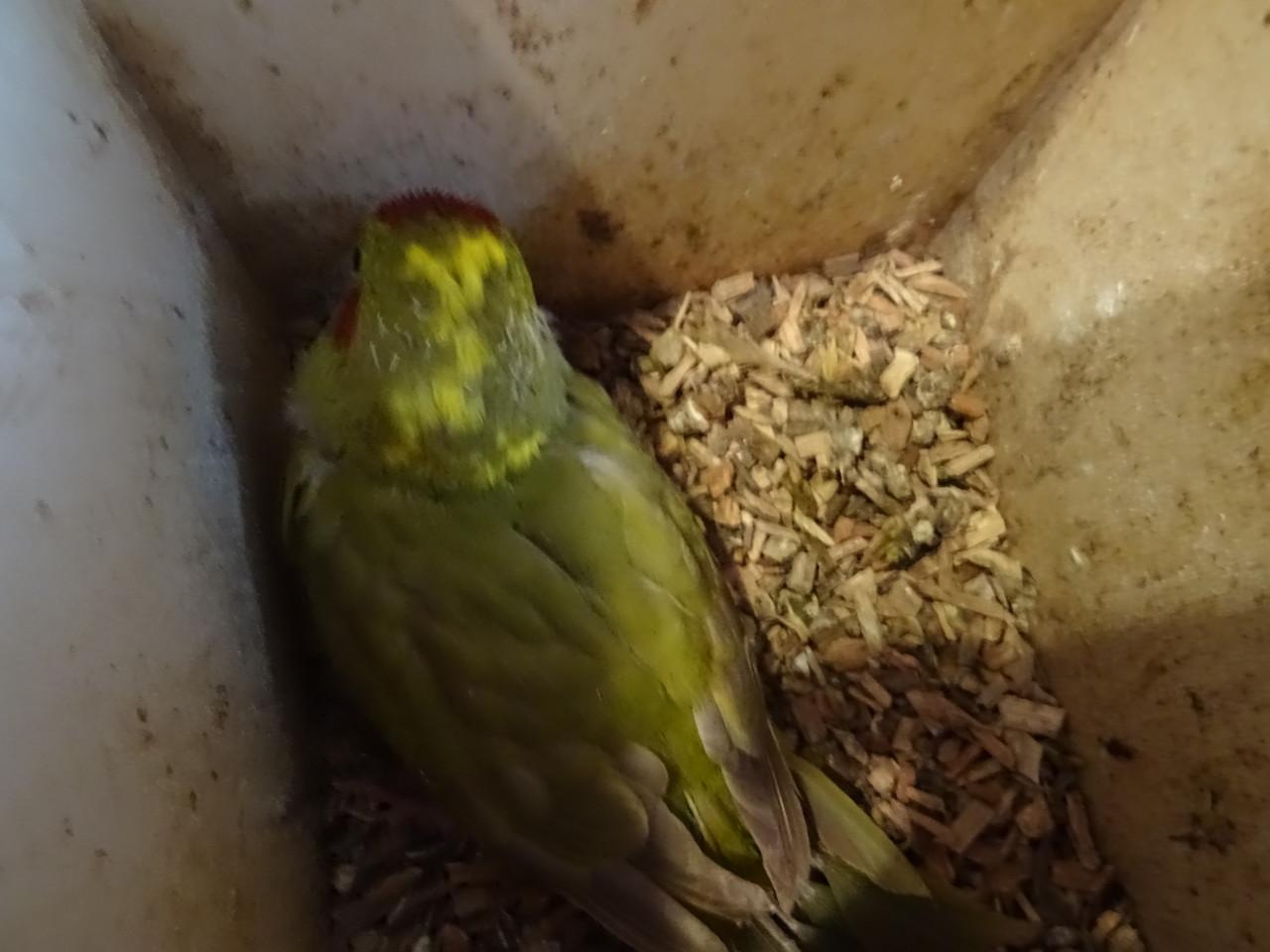 TE KOOP JONGE KAKARIKI NOG IN DE BAK IDEAAL OM VERDER ....