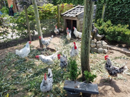 5 leghennen