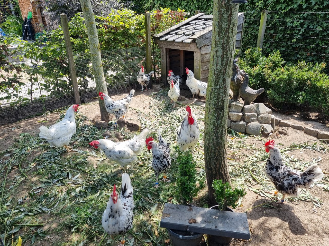 5 leghennen