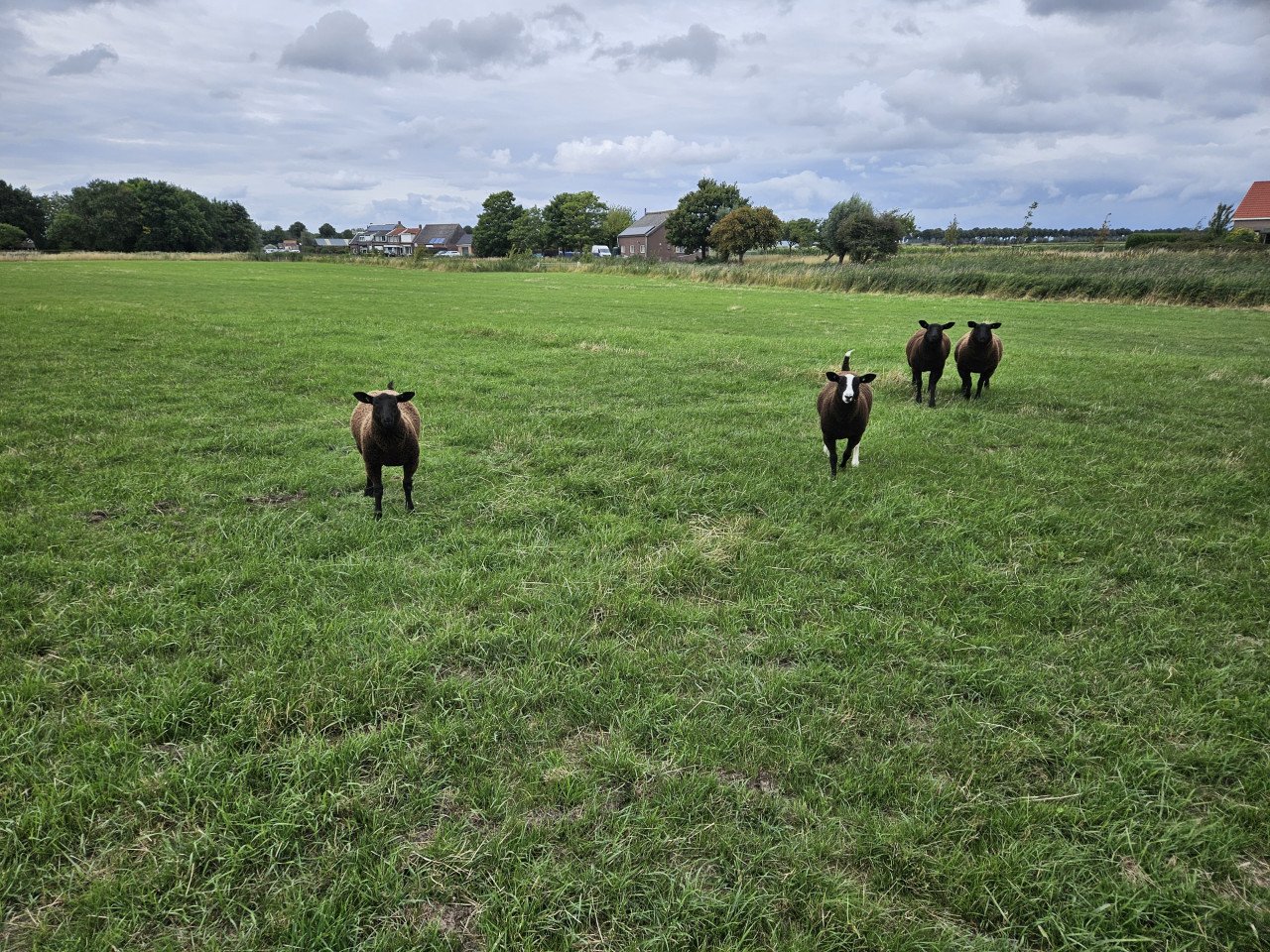 Zwartbles dekram/fokram