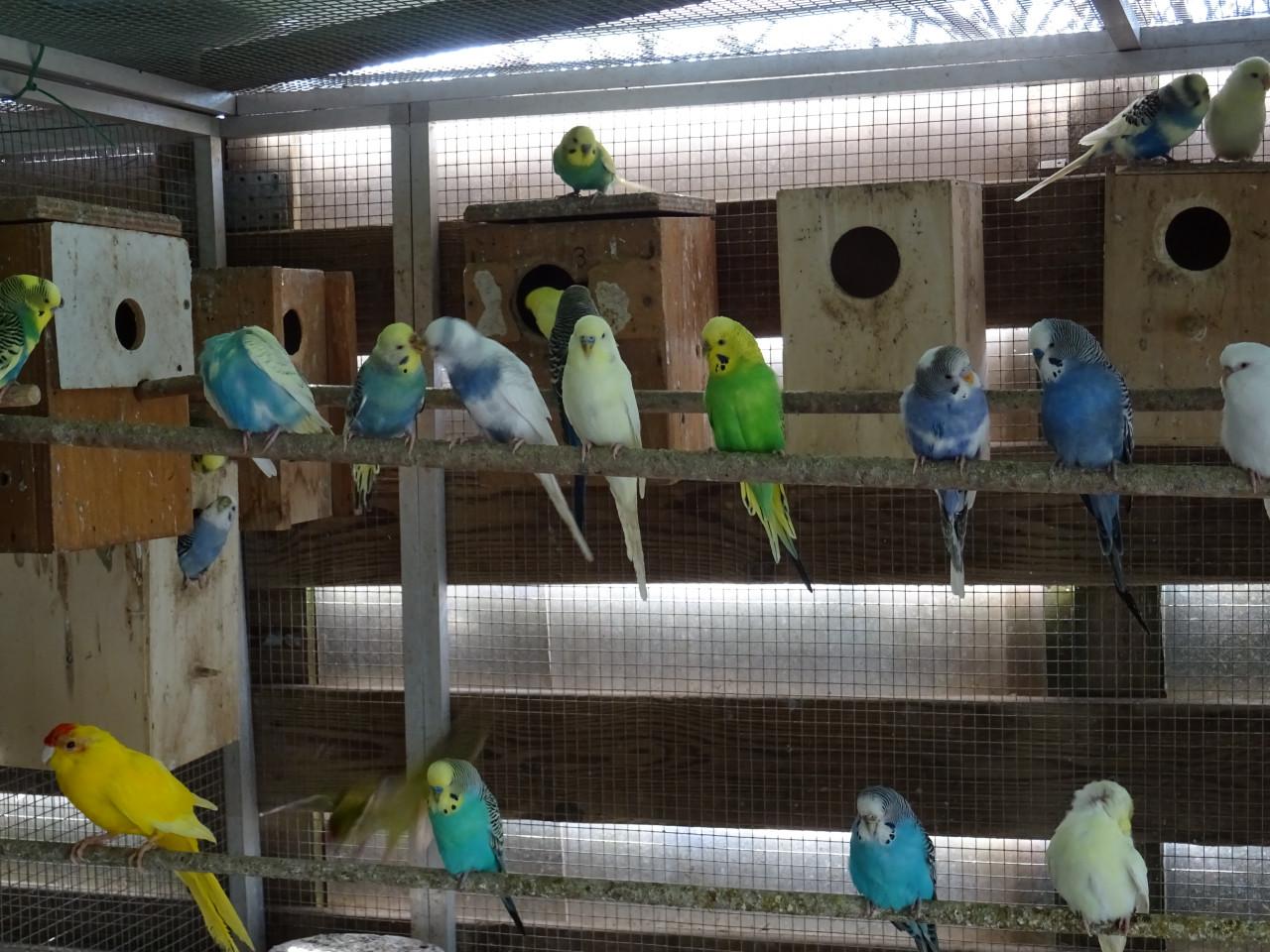 Te koop prachtige grasparkieten  broedrijp  p/st €6.00