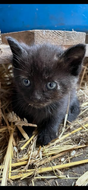 Kittens