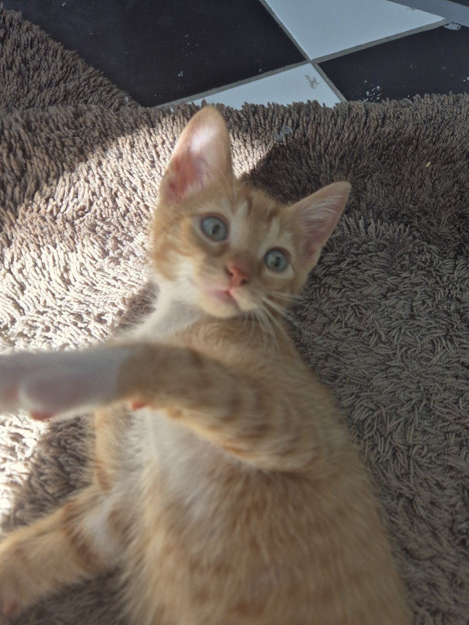 Twee rode kittens (poesjes)
