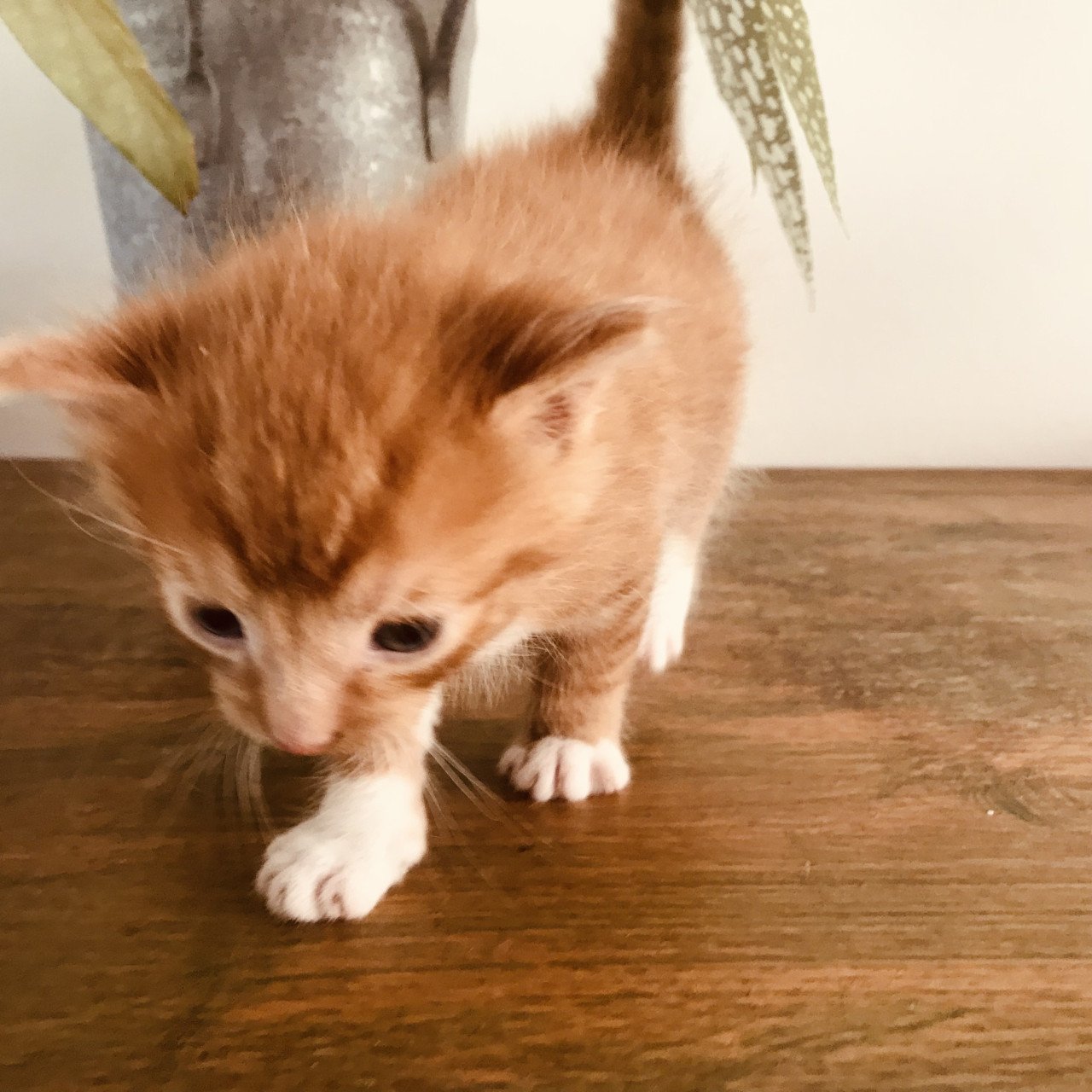 Kitten