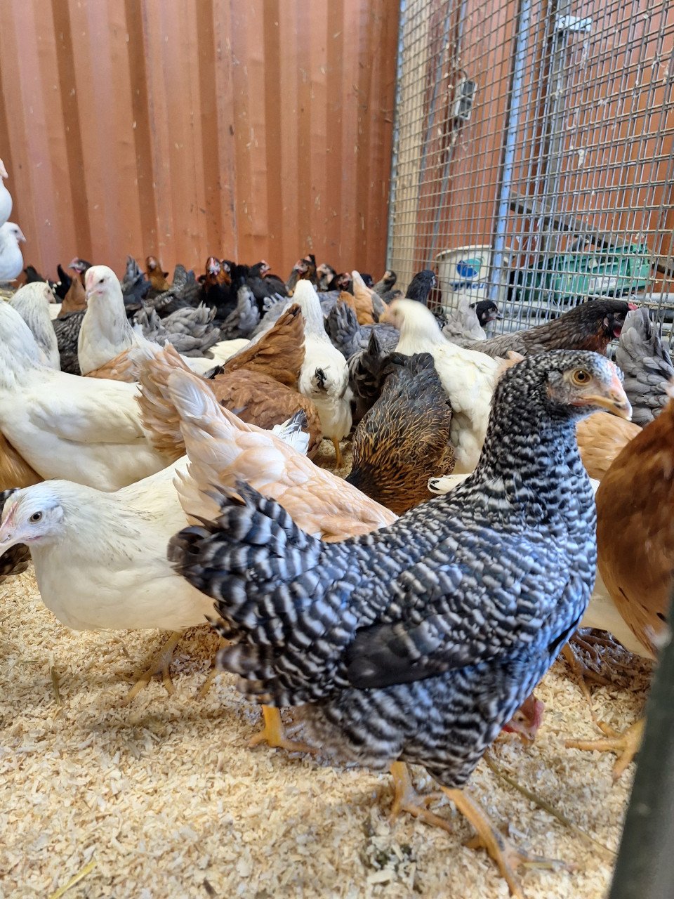 Jonge leghennen in verschillende kleuren