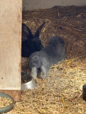 Baby konijntjes