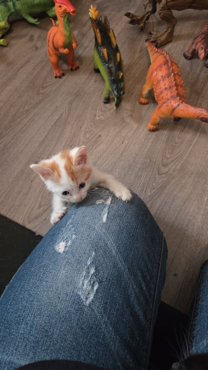 Kittens