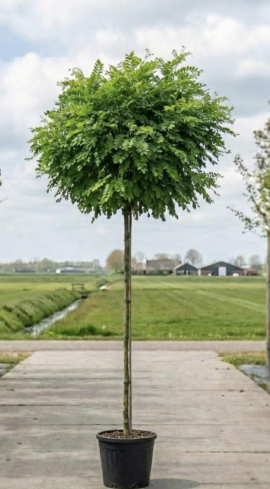 Robinia ( of Valse Acacia)