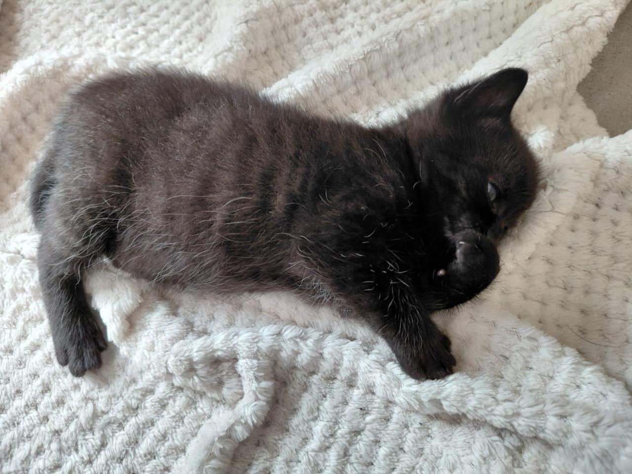 Leuke katertjes