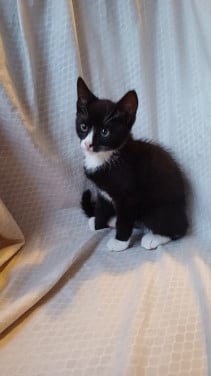 Lieve mooie kitten