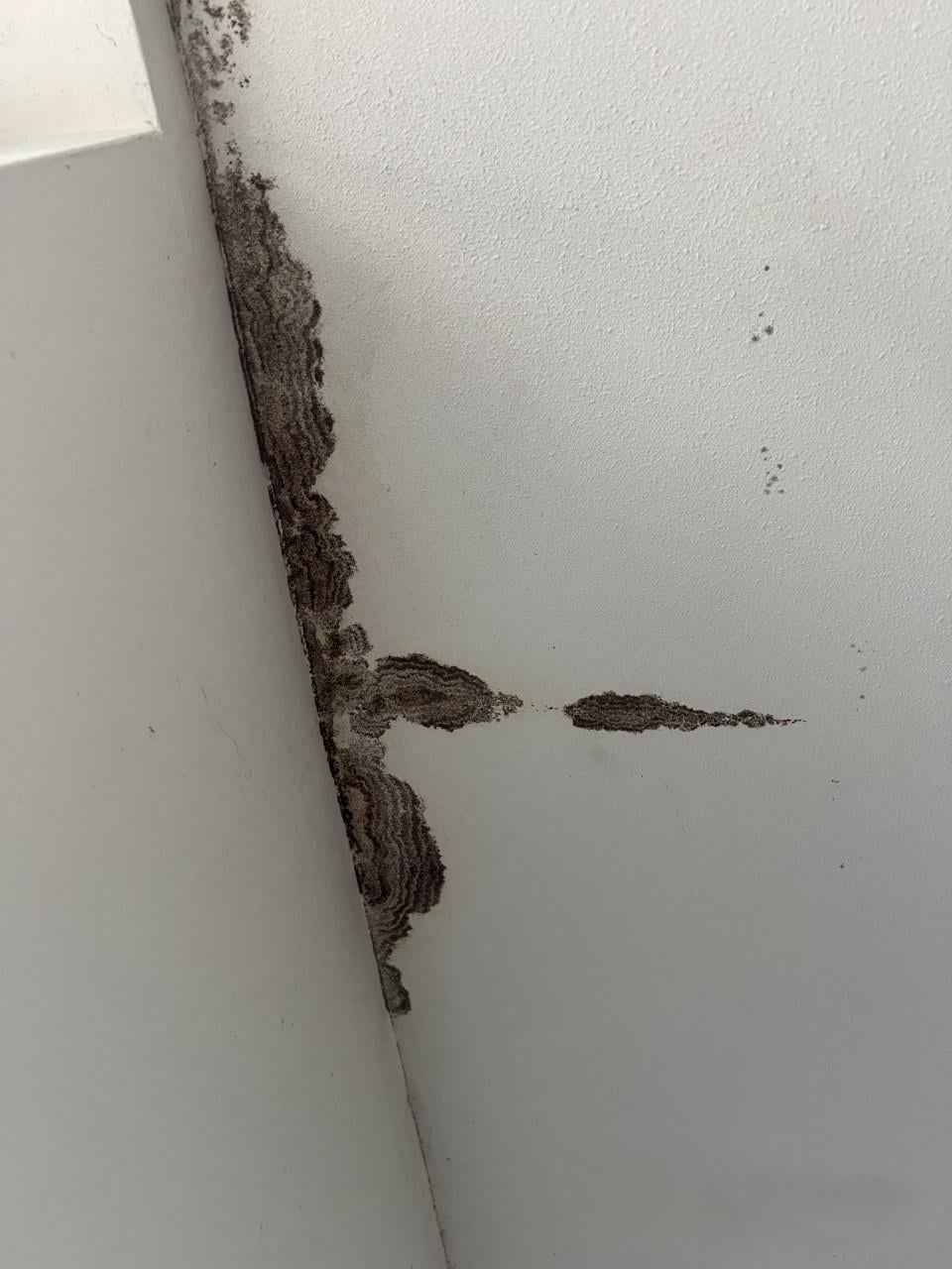 Schilderwerken en behangwerken